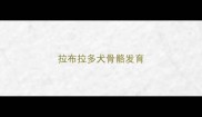 拉布拉多犬骨骼发育