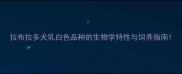 拉布拉多犬乳白色品种的生物学特性与饲养指南