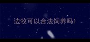 边牧可以合法饲养吗
