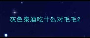 灰色泰迪吃什么对毛毛