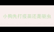 小狗先打疫苗还是驱虫