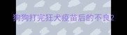 狗狗打完狂犬疫苗后的不良