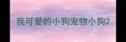 我可爱的小狗宠物小狗