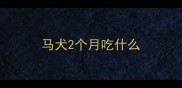 马犬2个月吃什么