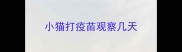 小猫打疫苗观察几天