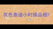 灰色泰迪小时候品相