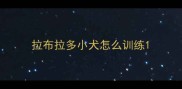 拉布拉多小犬怎么训练