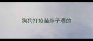 狗狗打疫苗脖子湿的