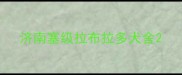 济南塞级拉布拉多犬舍