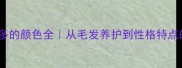 黑色拉布拉多的颜色全从毛发养护到性格特点的保姆级指南