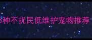 宿舍养宠指南5种不扰民低维护宠物推荐学生党必看