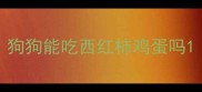 狗狗能吃西红柿鸡蛋吗