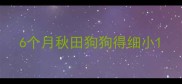 6个月秋田狗狗得细小
