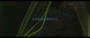 红色的哈士奇叫什么