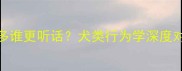 边牧vs拉布拉多谁更听话犬类行为学深度对比与饲养指南