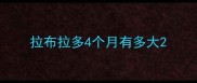 拉布拉多4个月有多大