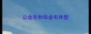 公金毛和母金毛体型