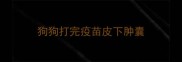 狗狗打完疫苗皮下肿囊