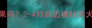 边牧幼犬能吃苹果吗2-4月龄边境牧羊犬苹果喂养全攻略
