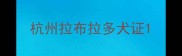杭州拉布拉多犬证
