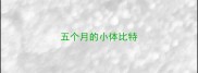 五个月的小体比特