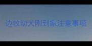 边牧幼犬刚到家注意事项