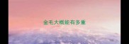 金毛大概能有多重