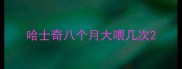 哈士奇八个月大喂几次