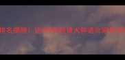 全球十大最美狗狗排名揭晓这5种高颜值犬种适合家庭饲养附养护指南