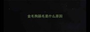 金毛狗舔毛是什么原因