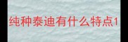 纯种泰迪有什么特点
