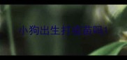 小狗出生打疫苗吗