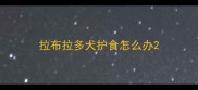 拉布拉多犬护食怎么办