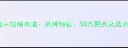 尖嘴泰迪vs短嘴泰迪品种特征饲养要点及选育误区全