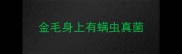 金毛身上有螨虫真菌