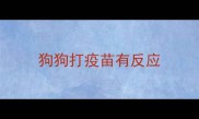 狗狗打疫苗有反应