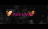 梦到金毛狗咬着了