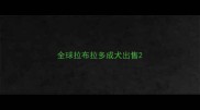 全球拉布拉多成犬出售