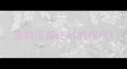 宠物疫苗注射的程序