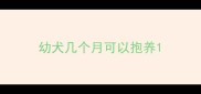 幼犬几个月可以抱养