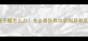 小狗打完疫苗后昏迷不醒怎么办专业兽医教你识别异常反应与应急处理指南
