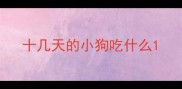 十几天的小狗吃什么