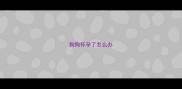 狗狗怀孕了怎么办