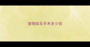 宠物结石手术多少钱