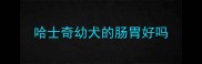 哈士奇幼犬的肠胃好吗