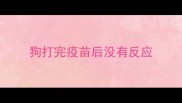 狗打完疫苗后没有反应