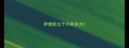 萨摩耶五个月有多大