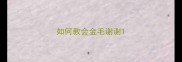 如何教会金毛谢谢