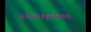 拉布拉多有智商区别吗