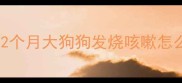 幼犬肺炎护理全攻略2个月大狗狗发烧咳嗽怎么办附24小时急救指南